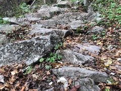 -王顺山国家森林公园