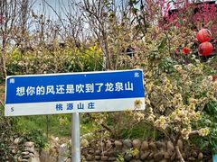 -桃源山庄·水蜜桃采摘·柴火鸡·烧烤团建(龙泉山店)