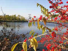-永定河休闲森林公园