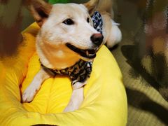 -逗柴咖啡屋·狗咖猫咖宠物桌游