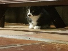 -御宝贝·A梦猫科宠物医院(国际猫友好医院)