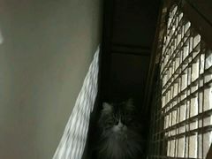 -宠颐生中康贝怡动物医院