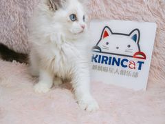 -十年猫舍·猫咪专门店(普陀店)