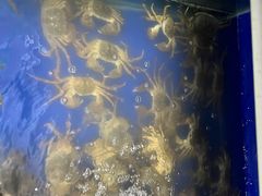 -阳澄湖大闸蟹·琼灵阁牌品牌连锁(吴中总店)