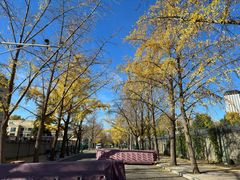 -三里屯东五街银杏大道