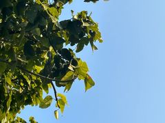 -深圳人才公园