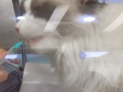 -中农国际动物医院24小时·猫科·骨科·急重症中心