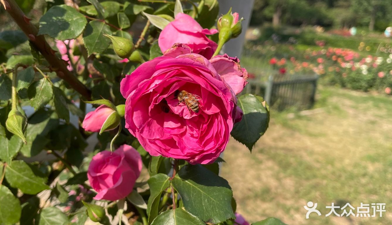 北京植物园 门票五块钱，便宜哭了