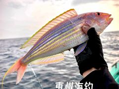 -盐洲岛