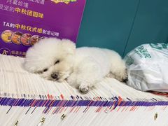 -心仪动物医院·牙专科·肿瘤·心脏科(西客站院)