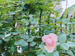 -T-COFFEE(长江花园店)