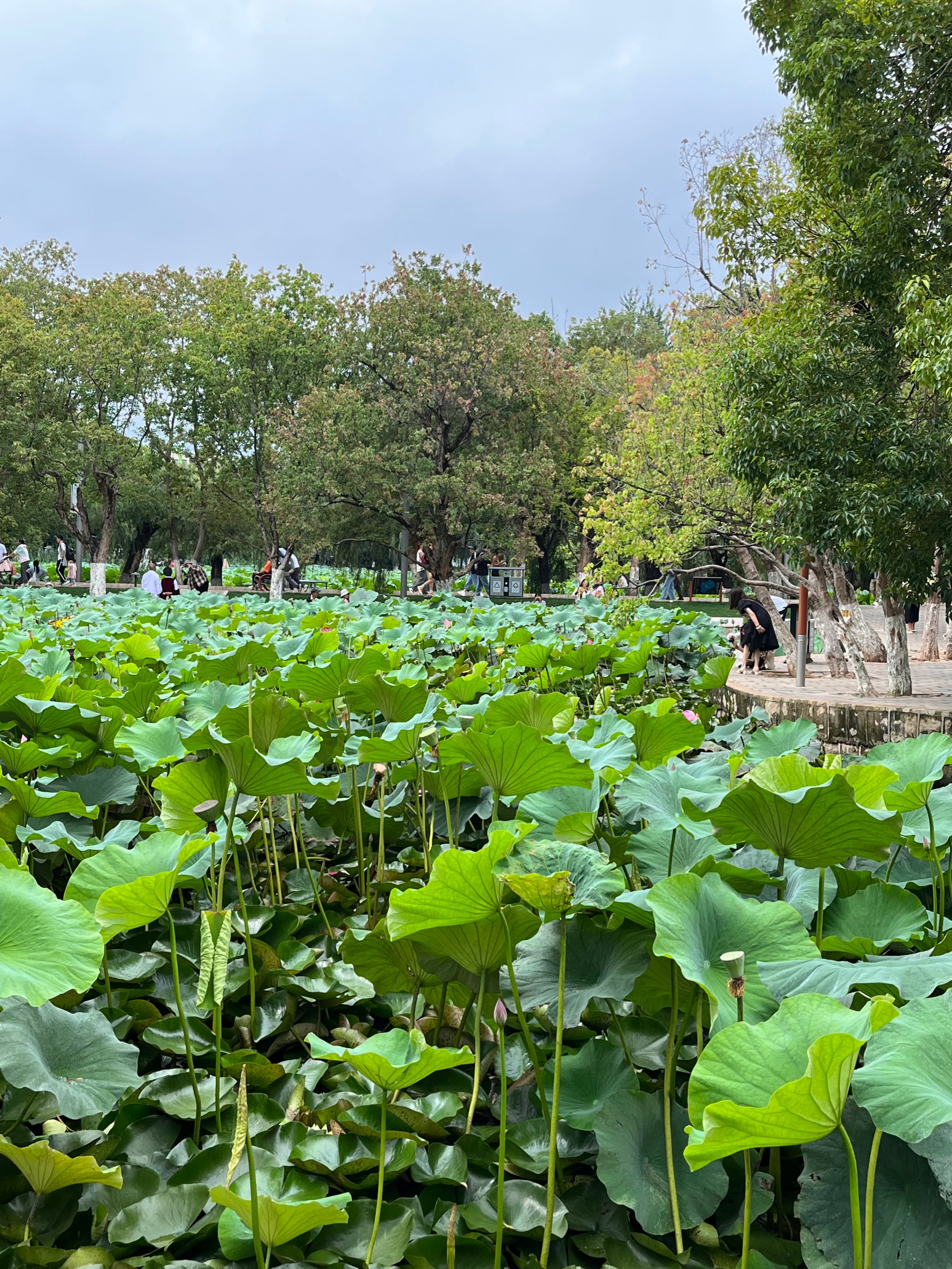 清丰县福翠湖公园图片