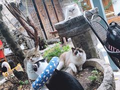 -喵屿·大理花园猫咖