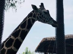 -上海野生动物园老虎餐厅