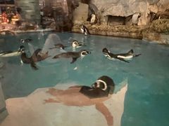 -帝企鹅自助餐厅•儿童岛•真企鹅(长隆企鹅酒店)