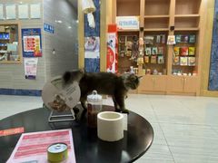 -瑞派名望志远动物医院·猫科·內科·异宠专科(直港大道店)