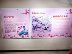 -古柏渡丰乐樱花园