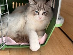 -艾贝尔宠物医院·宠保定点·超声绝育·免疫点(樱花路店)