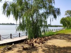 -野鸭湖国家湿地公园