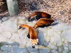 -杭州动物园