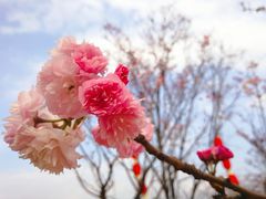 -天适樱花悠乐园