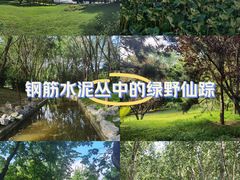 -大望京公园