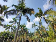 -中国科学院西双版纳热带植物园