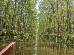 -合肥滨湖国家森林公园