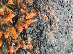 -水都餐厅