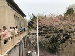 -武汉大学-樱园
