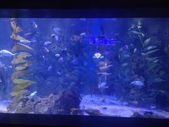 -烟台海昌鲸鲨海洋公园