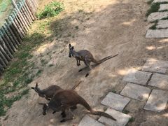 -大连森林动物园