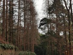 -峨眉山报国寺