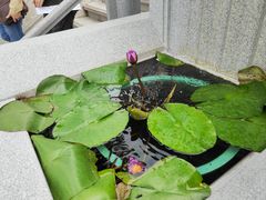 -天坛大佛