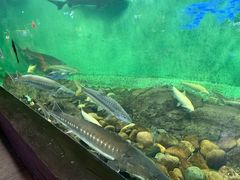 -太平洋海底世界