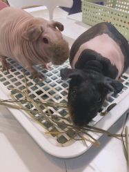 -Moni星球萌宠·小马宝莉·灵蛇·高端高阶全萌宠互动体验俱乐部(红豆国际广场店)