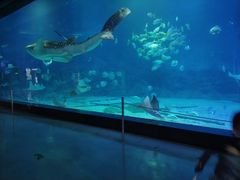 -烟台海昌鲸鲨海洋公园