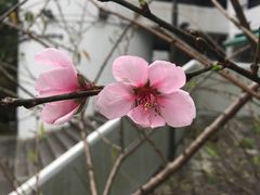 -大埔公路-马料水段香港中文大学(公交站)