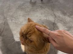 -more than meow吴止猫主题餐厅(承德 中船汇店)