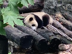 -都江堰中华大熊猫苑