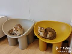 -有喵·猫咖·狗咖·30几只猫10只小狗(岗厦店)