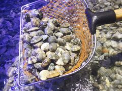 -日照海滨国家森林公园