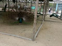 -丹樱生态园