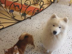 -喜柴咖啡·柴犬狗咖