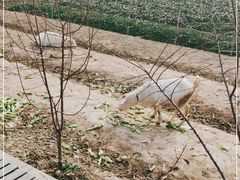 -小鱼草莓采摘园农家乐·小鱼餐厅