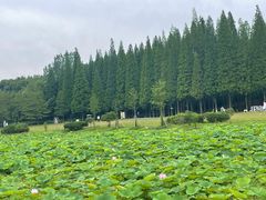 -宜兴龙背山森林公园