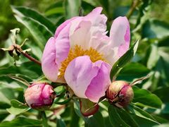-黑龙江省森林植物园