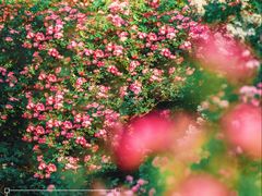 -国家植物园
