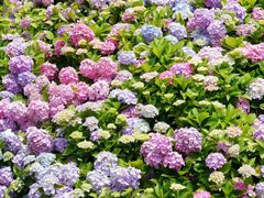 -上海滨江森林公园