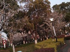 -高东镇樱花园
